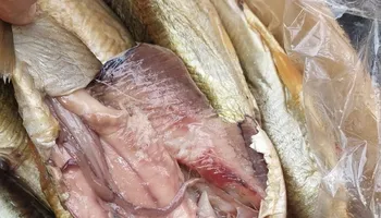 المضبوطات