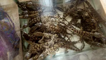 المضبوطات 