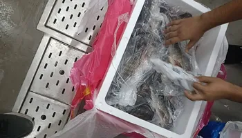 جانب من الضبطيات 