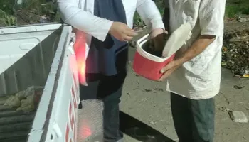 حملة الكلاب الضالة