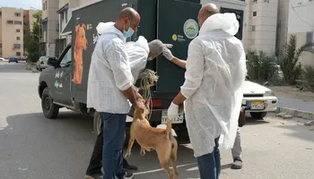 خلال جولته بالحي الإماراتي .. محافظ بورسعيد يتابع أعمال حملة جمع الكلاب الضالة وإيداعها في الشلاتر المخصصة