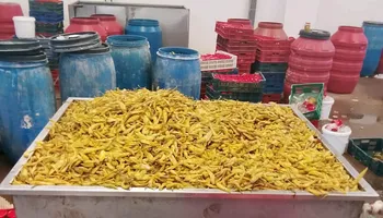 مخللات مجهولة المصدر ببنى سويف 