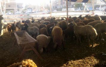  أسعار ماشيه عيد الاضحى لهذا العام فى محافظة بورسعيد