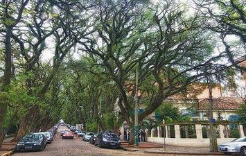 100 شجرة بالشارع الأخضر