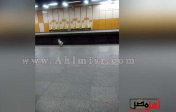 في ذكري 25يناير قطة في انتظار المترو بمحطة سعد زغلول