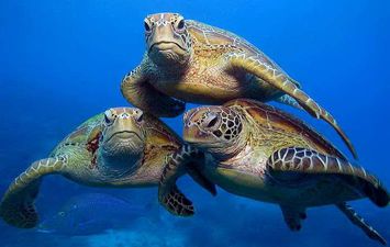 السلاحف البحرية