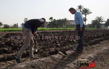 الزراعة بالجيزة