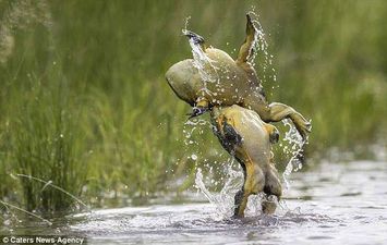 صور حقيقية لضفدع 