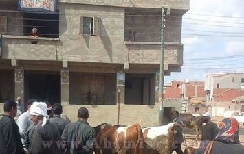 مديرية الطب البيطرى بكفر الشيخ