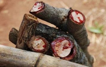  شجرة الدماء 