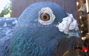 حمام الزاجل