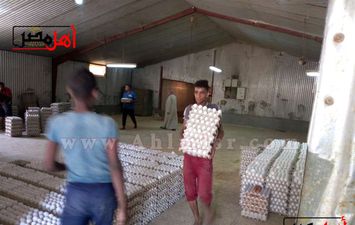 فوسفور الغلابة.. انتعاش تجارة بيض الدجاج في الفيوم