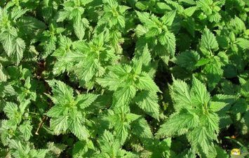 نبات القراص