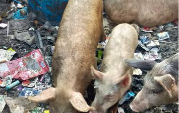 تربية الخنازير في منطقة البراجيل