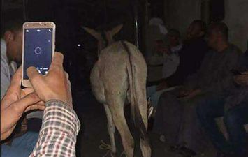 حمار داخل قطار نجع حمادي _الأقصر