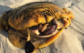  مخلوق غريب على أحد شواطئ أستراليا 