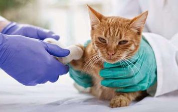 فحص كورونا للحيوانات المستوردة