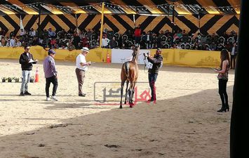 مهرجان الخيول العربية 