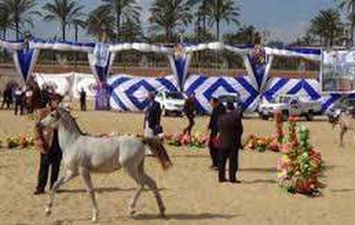 مهرجان الخيول العربية بالبحيرة