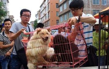 أول مدينة صينية تحظر تناول القطط والكلاب