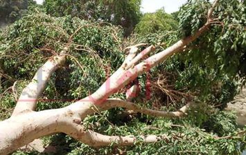 سقوط الأشجار واعمدة الانارة بمركز إسنا بجنوب الأقصر بسبب الطقس السيئ 