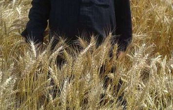 محافظ بورسعيد : انتظام توريد القمح بإجمالي ٣٨٣٠ طن للصوامع والمطاحن 