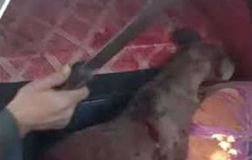 التحقيق مع شخص لتعذيبه كلب بالإسكندرية