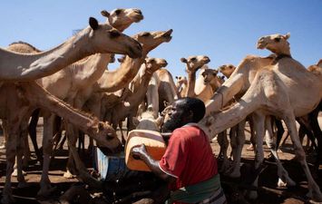 سوق الماشية في الصومال