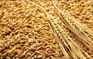 الزراعة: جميع شحنات القمح التي يسمح بدخولها إلى مصر سليمة تماما