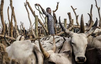 فتى يرعى الأبقار في نيجيريا 