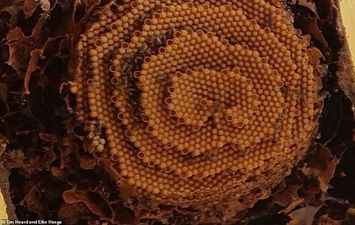 قرص عسلي مذهلة ثلاثي الأبعاد مبني بطريقة هندسية فريدة