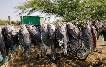 محصول صيد السمك من بحيرة توركانا الكينية