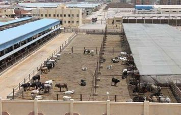 محطة تسمين الماشية خطوة علي طريق تنمية الثروة الحيوانية  ببورسعيد 