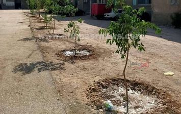 زراعة 25 شجرة بالتأمين الصحي في قنا