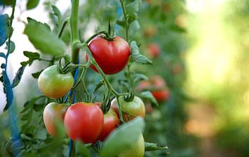 نصائح زراعة الطماطم في المنزل