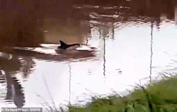 دولفين يسبح في نهر