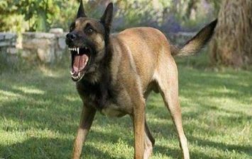 كلب مسعور  يهاجم 3 قري في قنا ويعقر 11 أشخاص بينهم أطفال