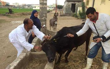 معالجة الماشية ضد مرض الجلد العقدي بالبحيرة 