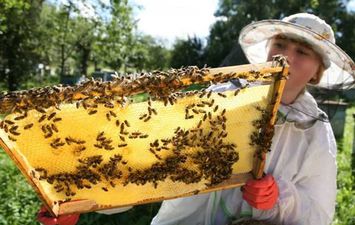 مادة تربية النحل