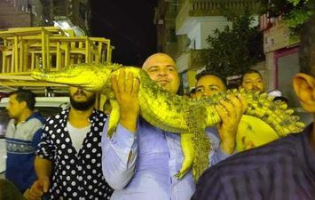 مرشح يحمل تمساح