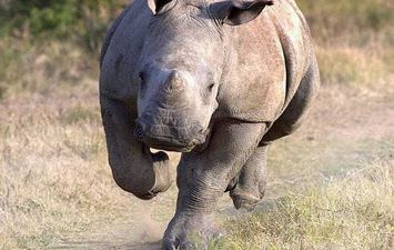 صورة تعرض مصورها لغضب وحيد القرن
