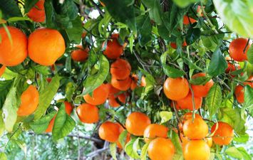 فوائد  تناول البرتقال يوميا للبشرة