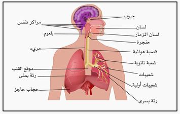 الجهاز التنفسي