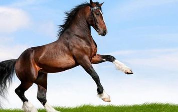 الخيول العربية