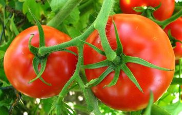 الزراعة تحذر من طماطم 025 غير مطابقة للمواصفات