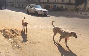 الكلاب في وسط القاهرة 