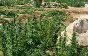 مزرعة لنبات البانجو  المخدر