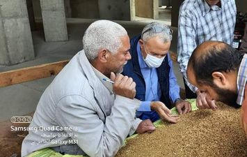 بدء توريد القمح بصوامع كوم أبو راضي ببني سويف 