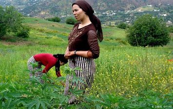 زراعة الحشيش في المغرب