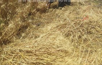 مزارعي أسوان يحصدون صوامع القمح